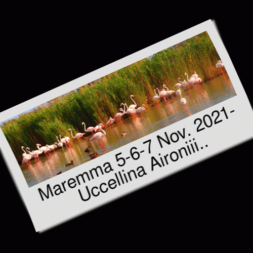 👉 MAREMMA👈 TOSCANA - 3 gg - 5-6-7 Nov. 2021 - P.co Uccellina - M.te Argentario - Butteri